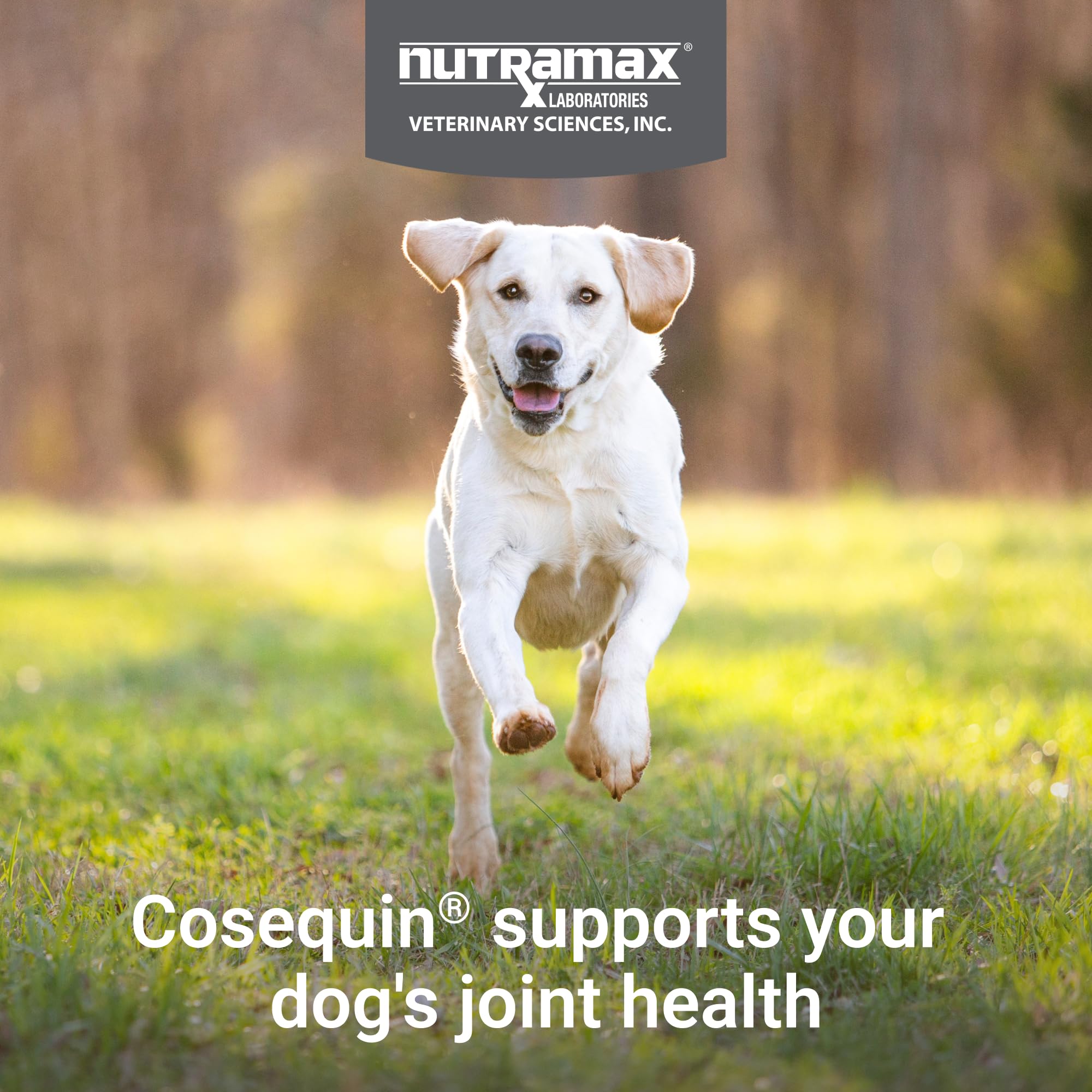 Nutramax Cosequin for Dogs Joint Health Supplement, Contains Glucosamine for Dogs, Chondroitin, MSM and Omega-3s, Supports Joint and Skin and Coat Health, Soft Chews, 60 Count - Image 3