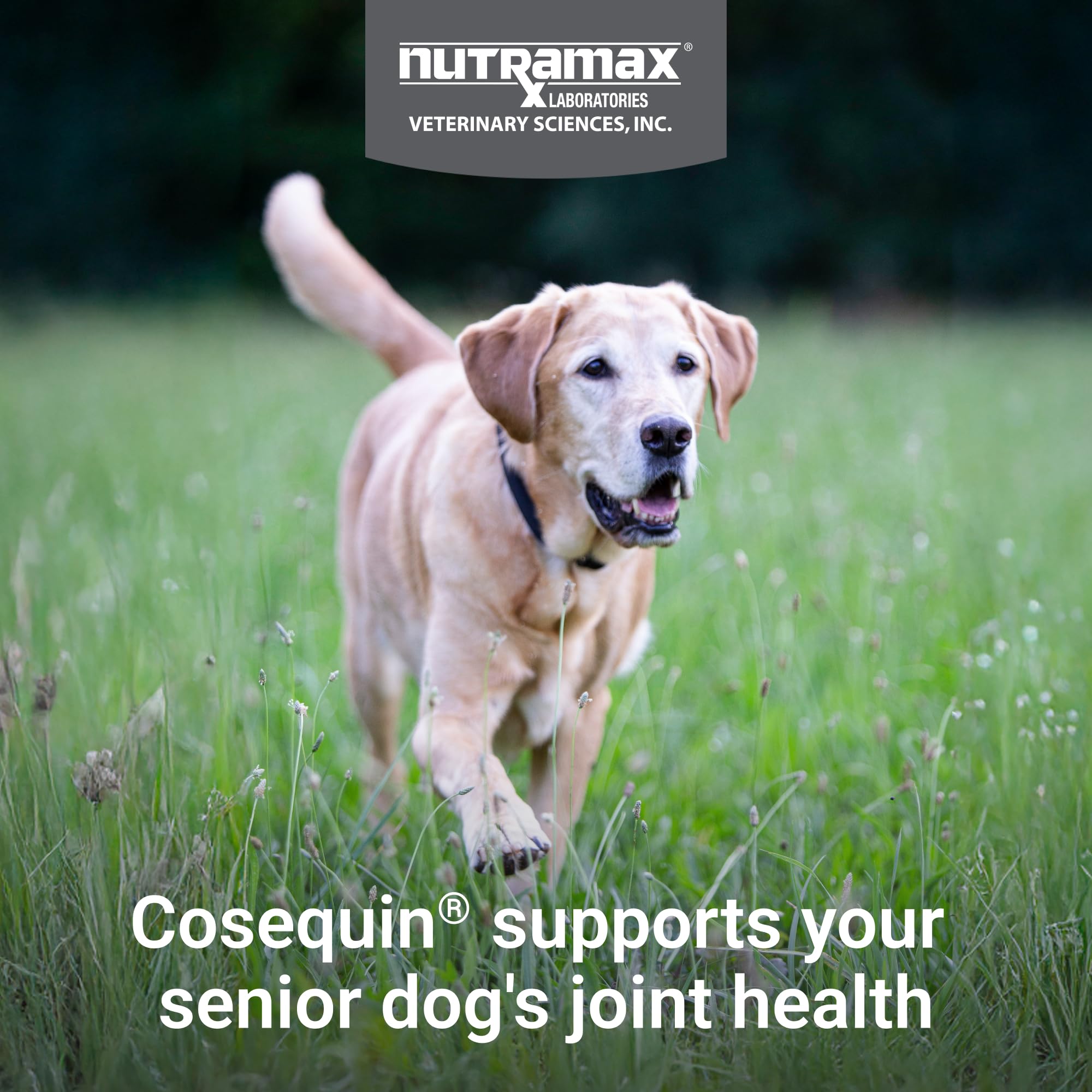 Nutramax Cosequin for Senior Dogs Joint Health Supplement, Contains Glucosamine for Dogs, Chondroitin, MSM, Omega-3s and Beta-Glucan, Supports Joint, Skin and Coat, Immune Health, Soft Chews, 60 Count - Image 3