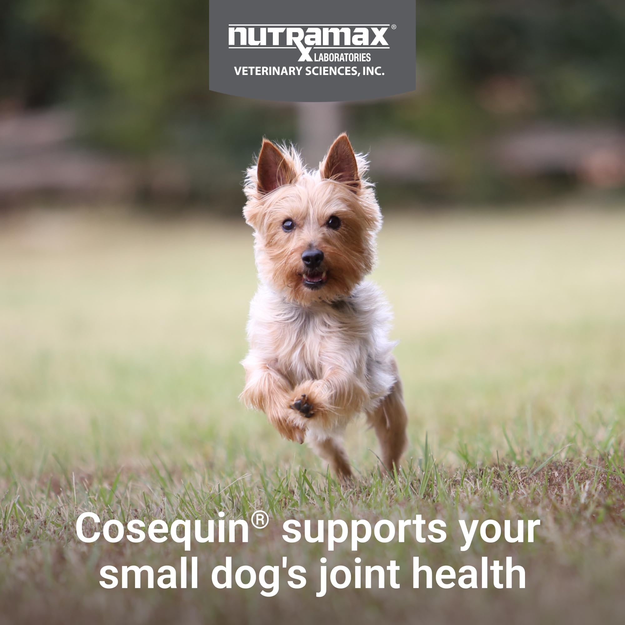 Nutramax Cosequin for Small Dogs, Joint Health Supplement, Contains Glucosamines, Chondroitin, MSM and Omega-3s, Supports Joint and Skin and Coat Health, Soft Chews, 45 Count - Image 3