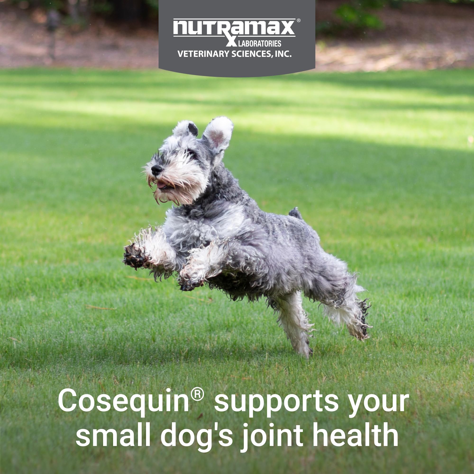 Nutramax Cosequin Minis Joint Health Supplement for Small Dogs - With Glucosamine and Chondroitin, Plus Boswellia, 45 Soft Chews - Image 3