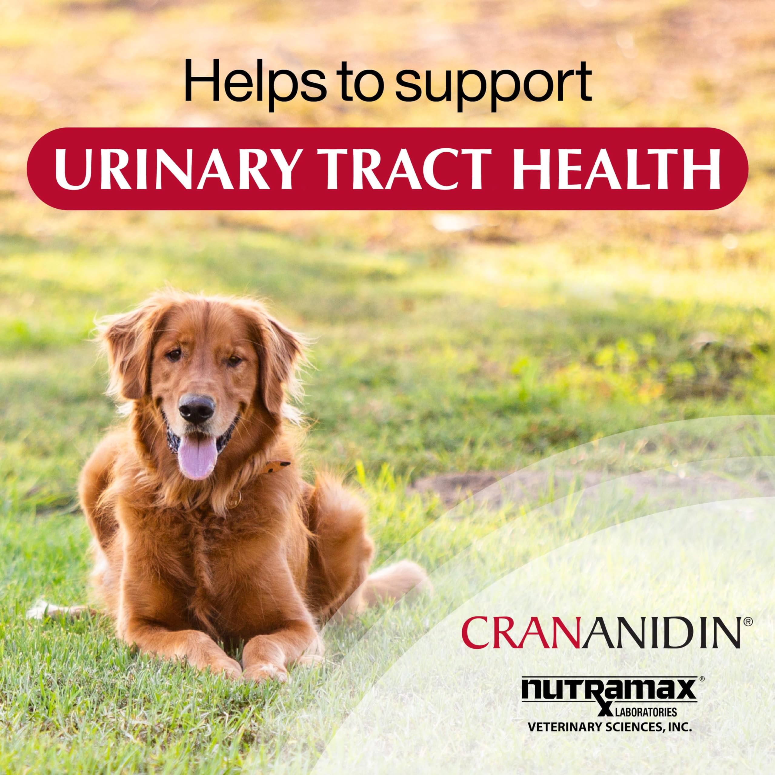 Nutramax Crananidin for Dogs, Urinary Tract Health and Bladder Health Support, Cranberry Supplement for Dogs of all Breeds and Sizes, Chewable Tablets, 75 Count - Image 8