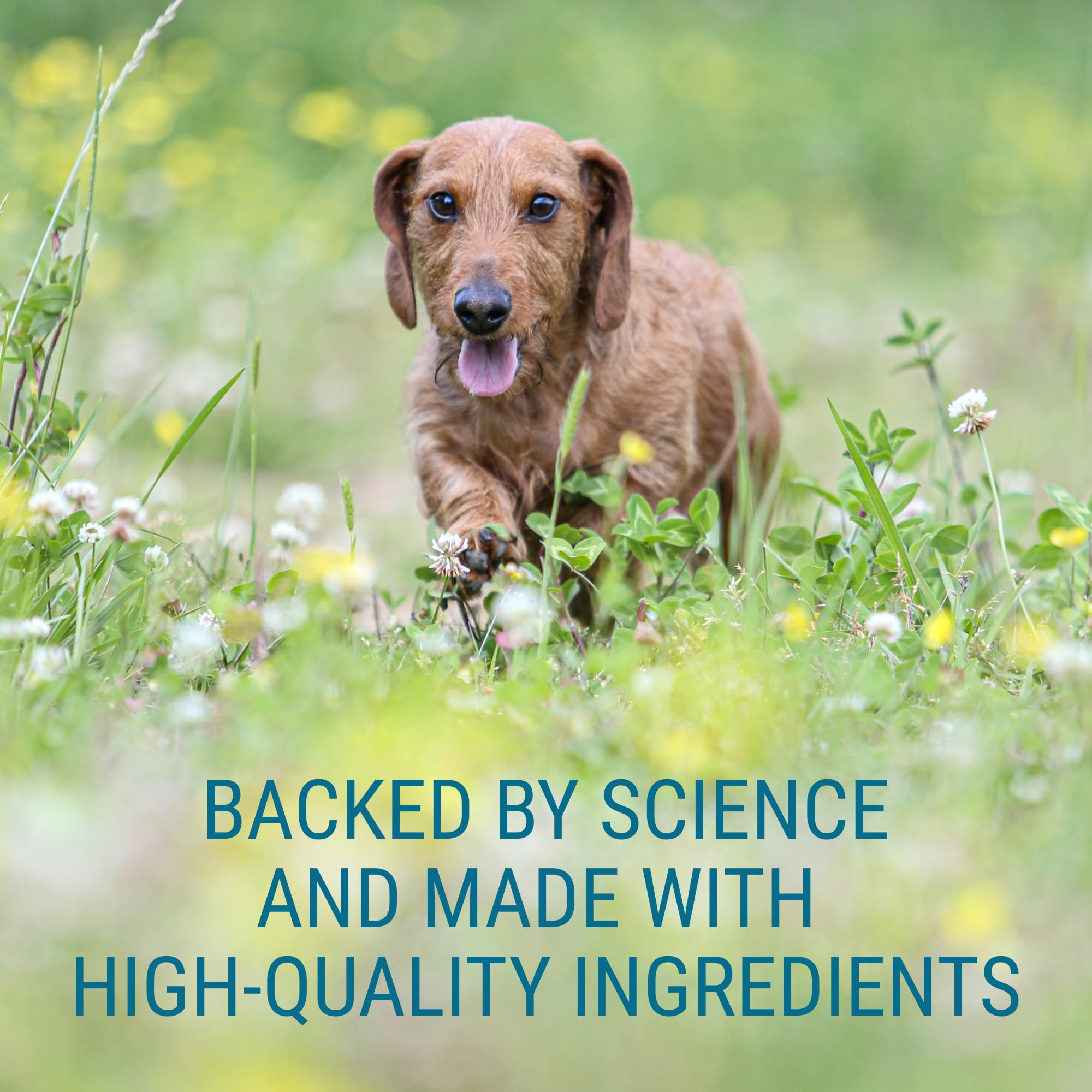 Nutramax Laboratories Denosyl for Dogs, Liver and Brain Health Supplement for Medium Dogs, with S-adenosylmethionine (SAMe), Stabilized Tablets, 30 Count - Image 5