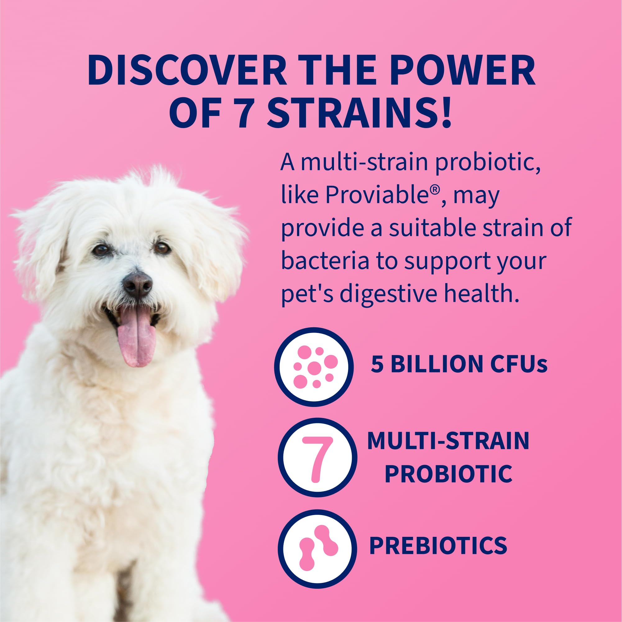 Nutramax Proviable Probiotics for Dogs, Daily Digestive Health Supplement with Multiple Strains of Bacteria, Dog Probiotics Plus Prebiotics, 60 Chewable Tablets - Image 4