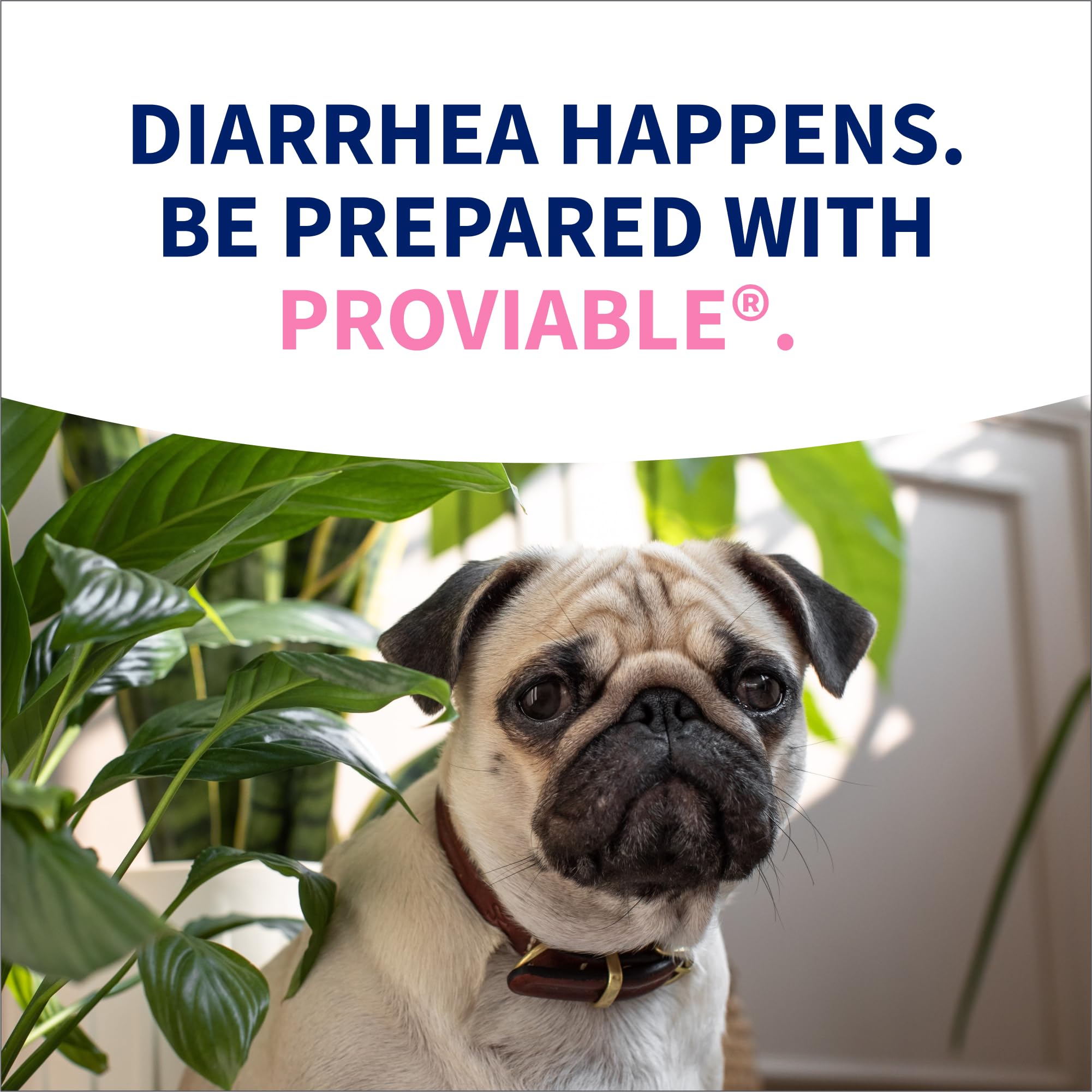 Nutramax Proviable Probiotics for Dogs, Diarrhea Support Kit, Digestive Health Supplement with Multiple Strains of Bacteria, Plus Prebiotics, Kaolin and Pectin, 30 ml Paste and 10 Capsules - Image 12