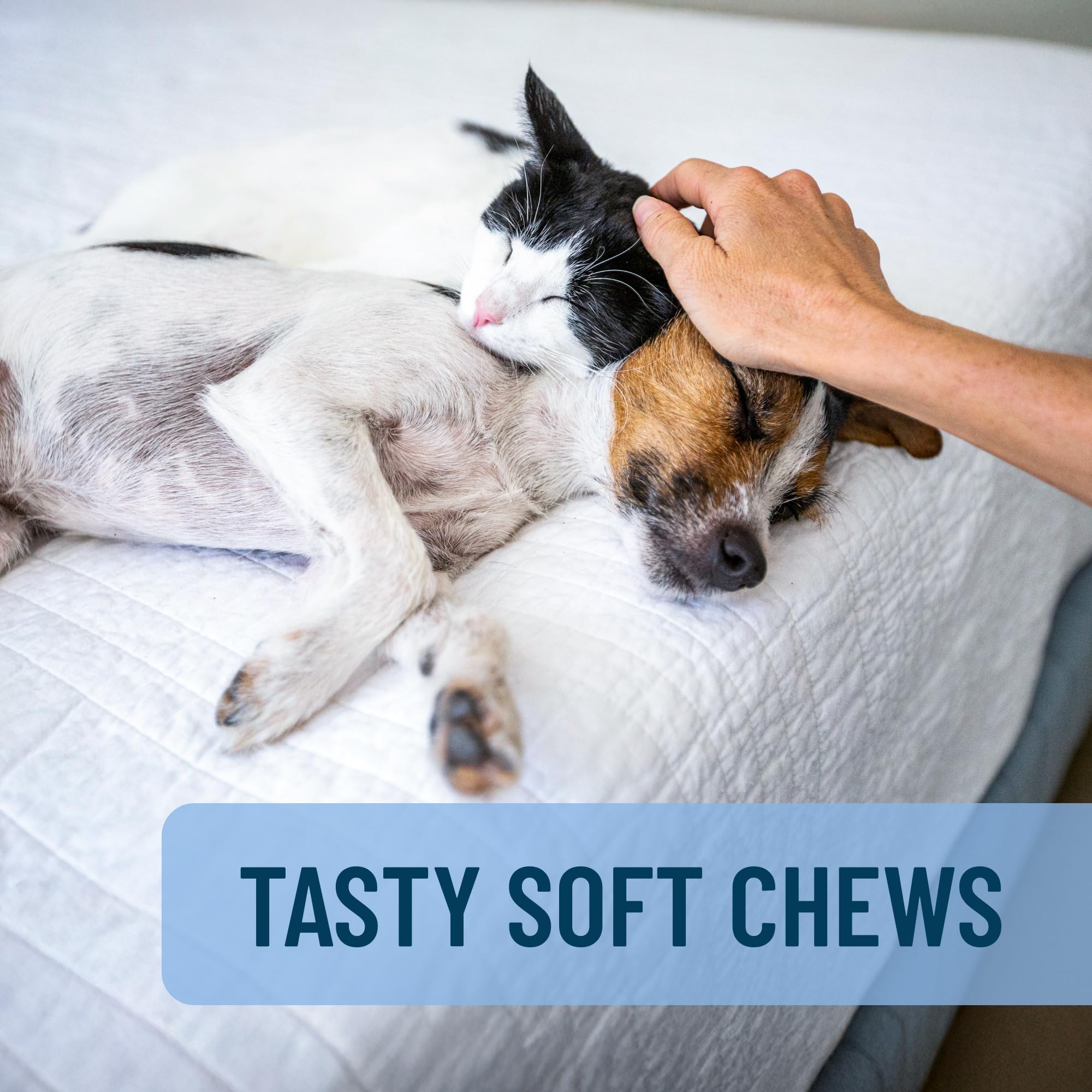 Nutramax Solliquin Calming Behavioral Health Supplement for Small to Medium Dogs and Cats - With L-Theanine, Magnolia / Phellodendron, and Whey Protein Concentrate, 75 Soft Chews - Image 5